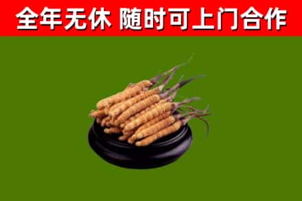 托克逊县回收冬虫夏草