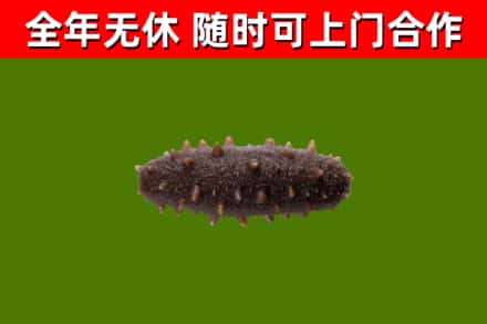 托克逊县回收海参干